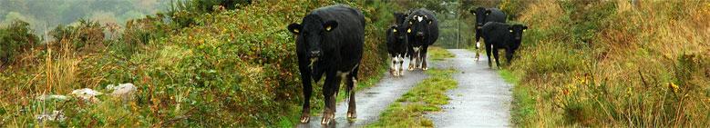 Grazing the long acre, Ballyvourney, Cork